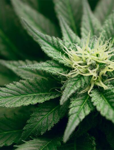 Drogenbeauftragter Streeck hat sich dafür ausgesprochen, in Pilotprojekten den legalen Verkauf von Cannabis zu erlauben.