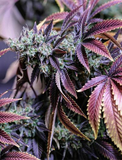 Wie wählt man die beste Mutterpflanze aus? Anleitung zu Selektion und Pflege für maximale Erträge beim Cannabisanbau.
