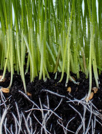 Mykorhiza – přátelské podhoubí pro lepší úrodu