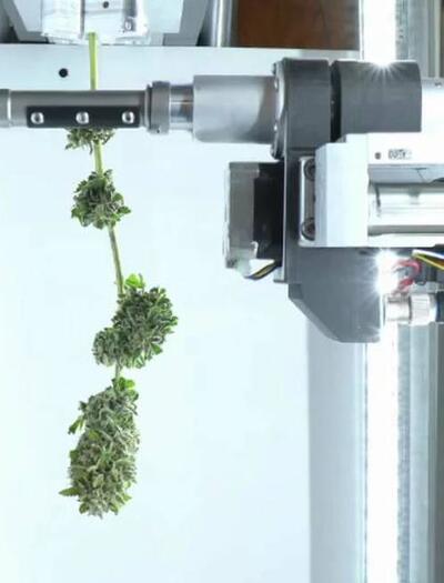 Intelligenza artificiale per tagliare la cannabis: l’esperienza di Bloom Automation