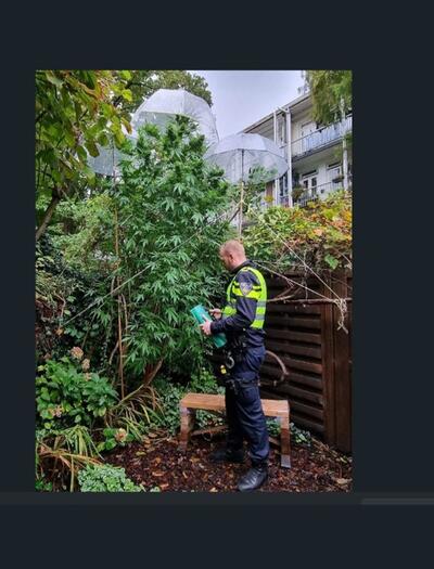 Buitenkweker, cannabis, politie