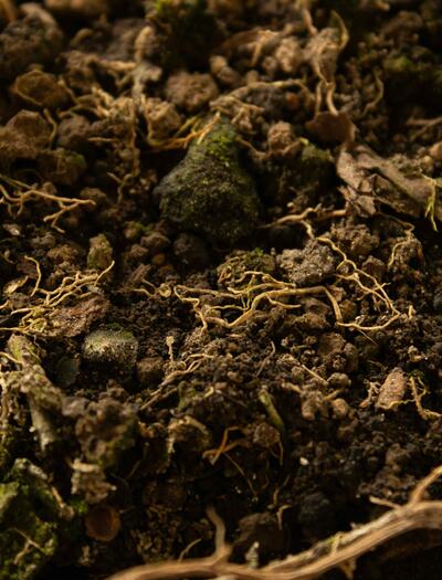  Nematodes can either damage plant tissues or enhance soil health and yields