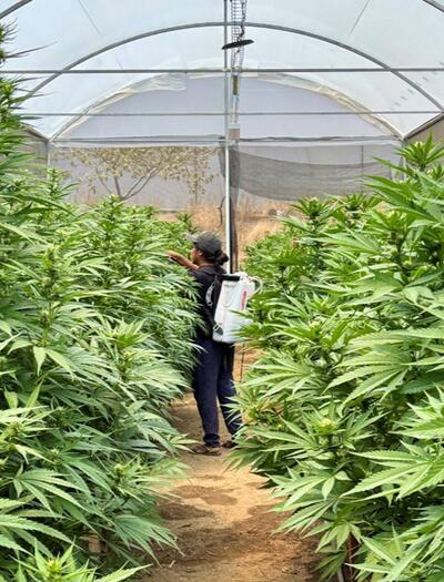 Mexique : un cannabis club à Oaxaca