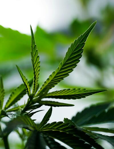 Outdoor Marijuana Growing Guide from Scratch 2025 – Soft Secrets