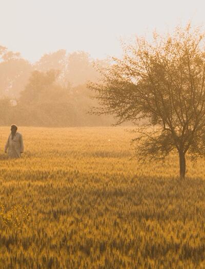 pakistan, agricoltura, coltivare