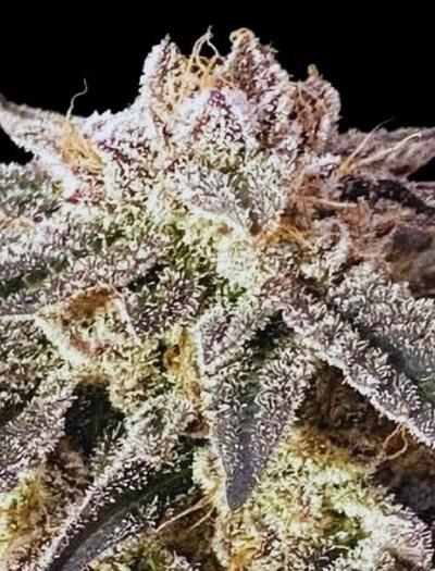 Grow report : Permanent Marker