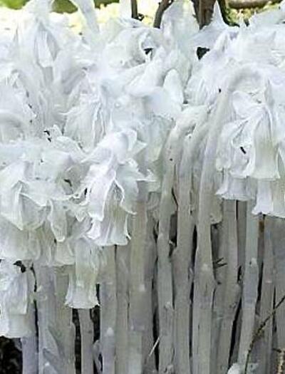 L’autre plante du mois : Monotropa uniflora