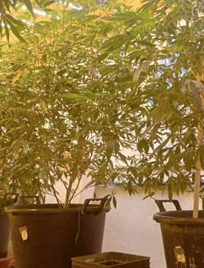 Les bénéfices d’une plante mère de cannabis