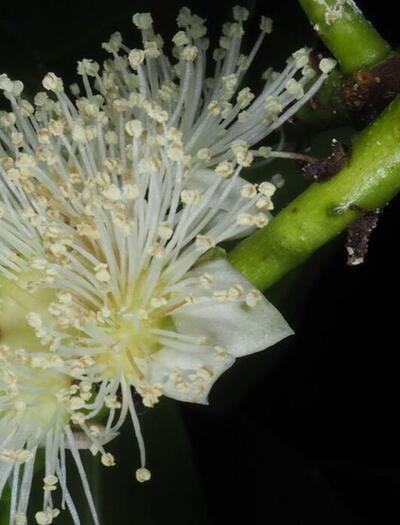 L’autre plante du mois : le Cás