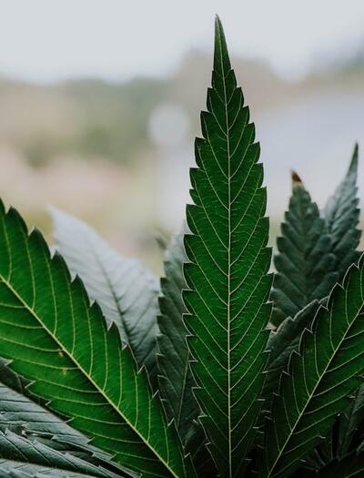 ¿Por qué y cómo el cannabis elimina metales pesados del suelo y transforma residuos en carbón sostenible?