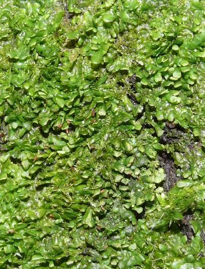 L’autre plante du mois : Radula perrottetii	