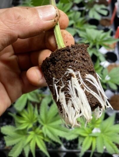 Rheinland‑Pfalz verbietet bewurzelte Stecklinge