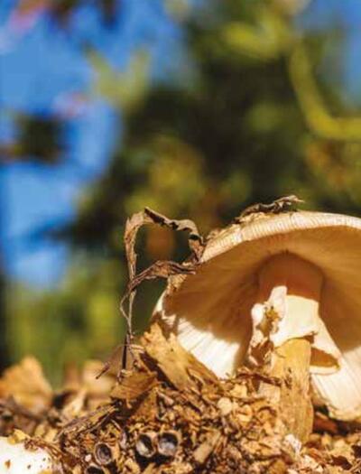Oklahoma Sungrown : culture localisée avec champignons et hügelkultur