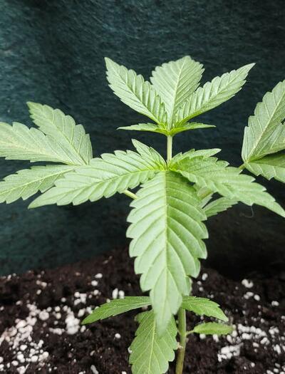 Sazenice konopí pro outdoor: první tři týdny jsou kritické