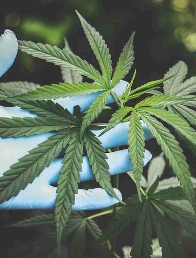 Why Are Online Cannabis Dispensaries In Canada Trustworthy?