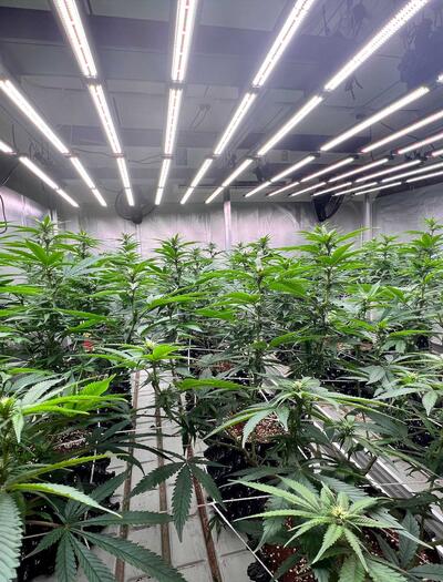 LED Grow Lights for Efficient Cannabis Cultivation
