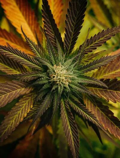 Der Blick auf Mozart und Bach zeigt, dass die Grenzen zwischen Medizin, Genuss und Kreativität schon immer fließend waren.