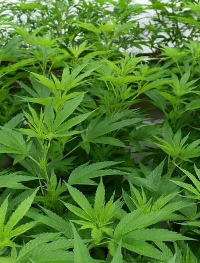 La technique du SCROG expliquée