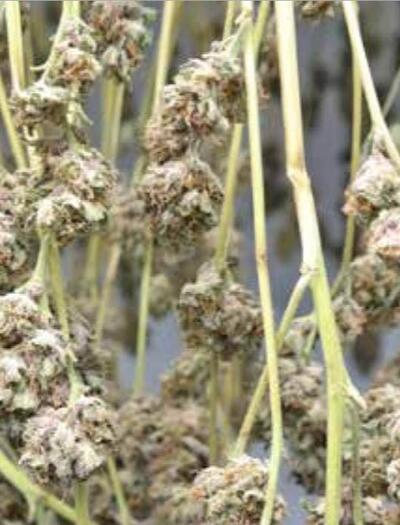 Séchage du cannabis : méthodes traditionnelles et modernes