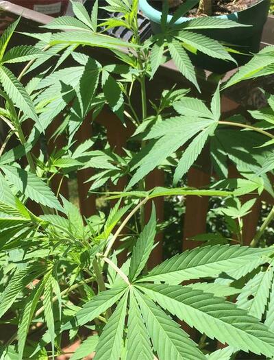 Aus Trimm-Resten erstklassiges Haschisch gewinnen: Erfahrt alles über Trockensiebung, Bubble Bags & Scherenhasch