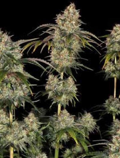 Grow report : Sour Strawberry