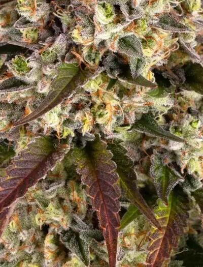 Sour Diesel : un classique indémodable
