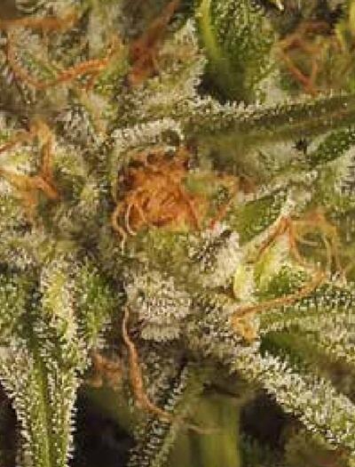 Grow Report : Sugar Bomb Punch