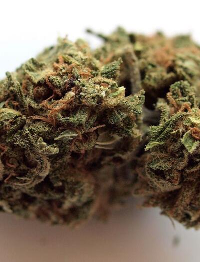 Suiza: el mayor comprador de flores de cannabis de CBD uruguayo.