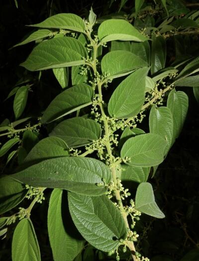 Previously considered a simple weed: Trema micrantha has been found to contain concentrations of CBD, THCA & THC