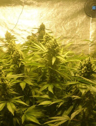 Le guide du débutant pour la culture de cannabis sous tente