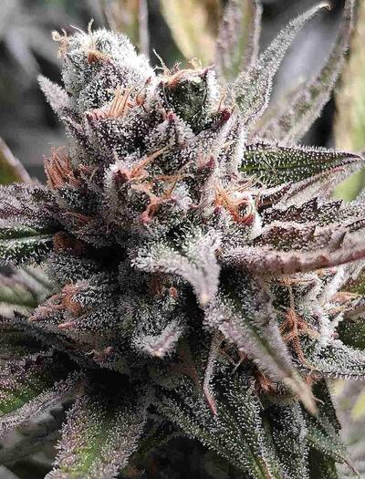 How to Flower Outdoor Cannabis in 2025