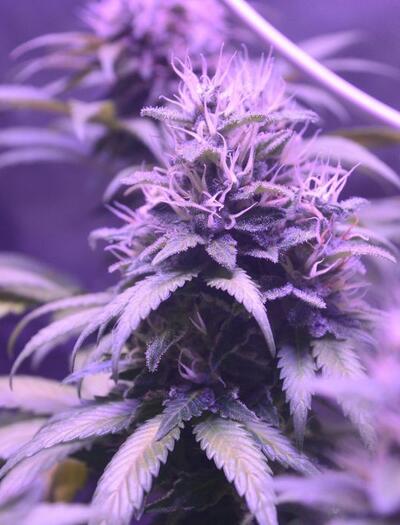 Marihuana