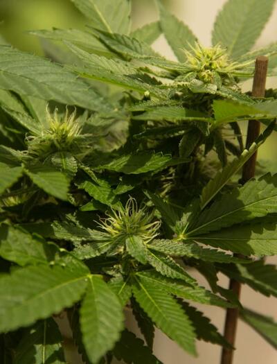 Master Vapor Pressure Deficit (VPD) to unlock maximum cannabis yields under LEDs. Learn the 2026 standards for transpiration, LST, and mold prevention.