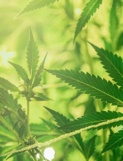 Wenn die Blüten der Cannabis-Ernte voller Samen sind, muss nicht alles wegschmeißen, denn die Lösung lautet Extraktion.
