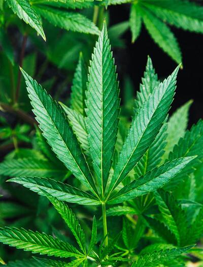 Warum Wasserqualität entscheidend ist: Alles über pH-Werte, EC-Messung, Umkehrosmose & Regenwasser für .gute Cannabis Pflanzen.