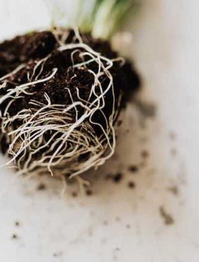 Mycorrhizae provide support during challenging conditions. Entire ecosystems would struggle to survive without the presence of mycorrhizae.