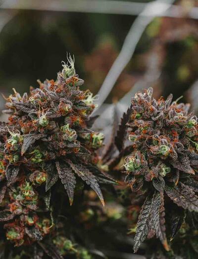 Revegetation, or "reveg," is a technique that allows your cannabis plants to return to the vegetative growth phase after flowering.