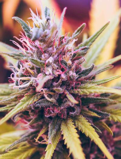 Some strains exhibit pink calyxes, while others feature pink pistils or pink and purple hues in their fan and sugar leaves