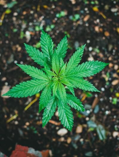 Often referred to as the "quality nutrient," potassium is essential for photosynthesis, reproduction, and overall plant growth