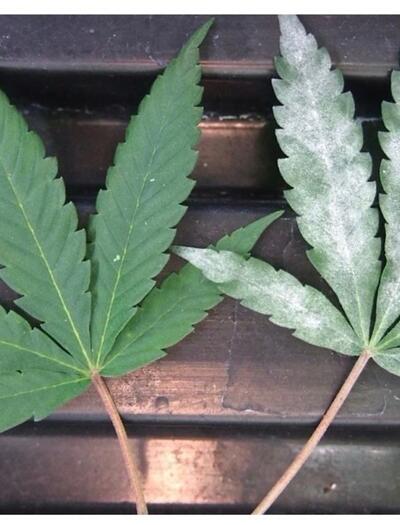 Powdery mildew is a prevalent fungal disease that can significantly impact the health of your plants
