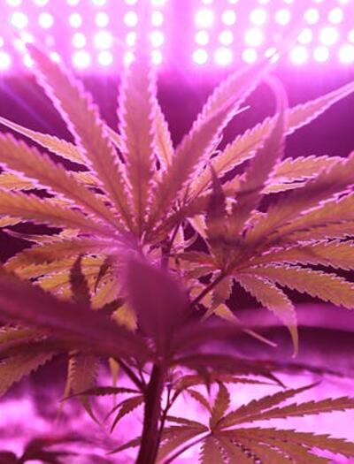 What to look for in a Grow Tent