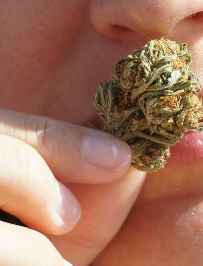 cannabis always has a strong, distinct smell, regardless of the subtle strain variations