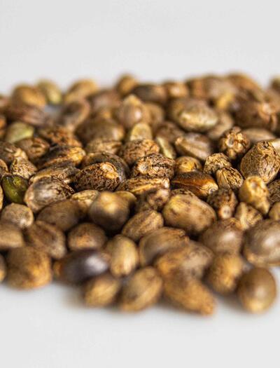 Under Section 781 of the federal funding bill, signed into law on November 12, 2025, most cannabis seeds will be classified as controlled substances 