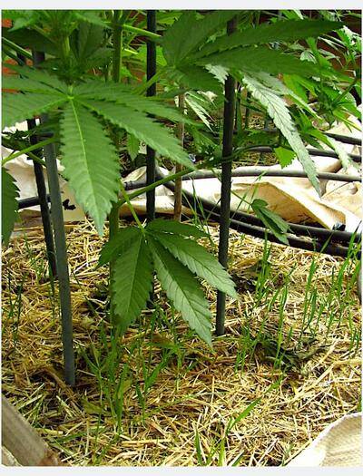 Capa de paja seca y brotes verdes de mantillo vivo sobre sustrato de marihuana