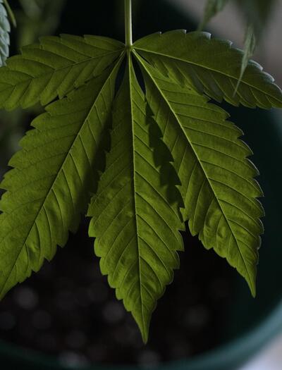 Leaf of marihuana plant