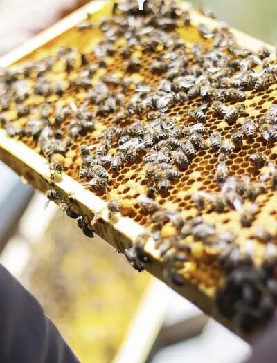 api, miele, polline, salvezza