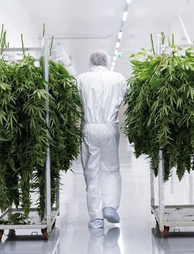 Trabajador con traje de protección transportando plantas de marihuana en las instalaciones de Bedrocan