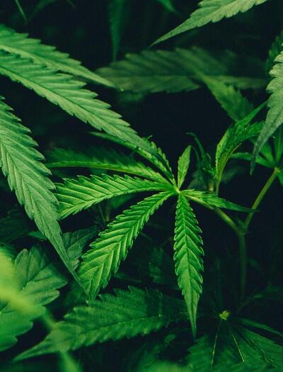 beginner guide training cannabis plants 