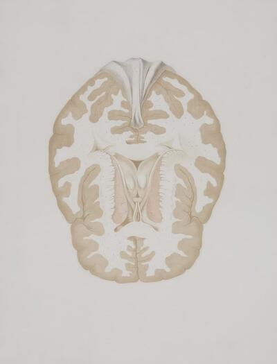 cerebro