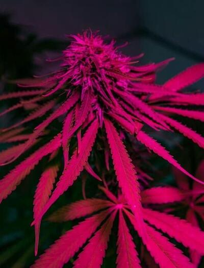 Brazilian study says cannabis can also be an exit drug 
